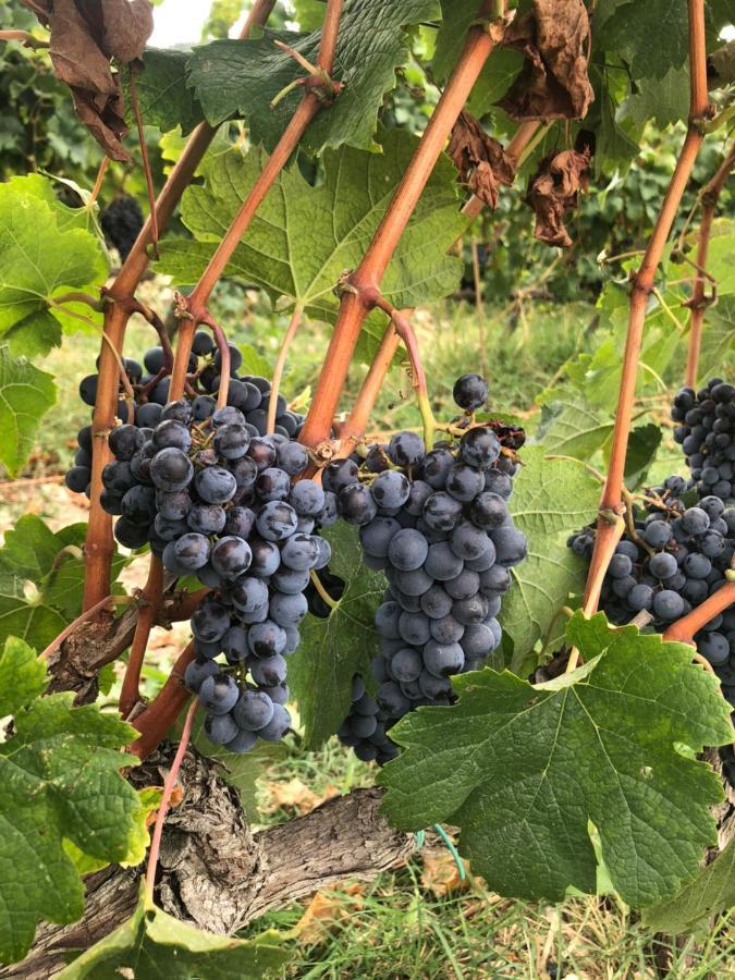 Casa Panzano Tuscany 판자노 외부 사진
